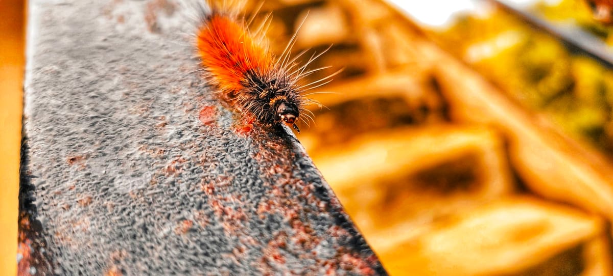 Termite and Pest Inspection, HFT Building & Pest Inspections, Brisbane